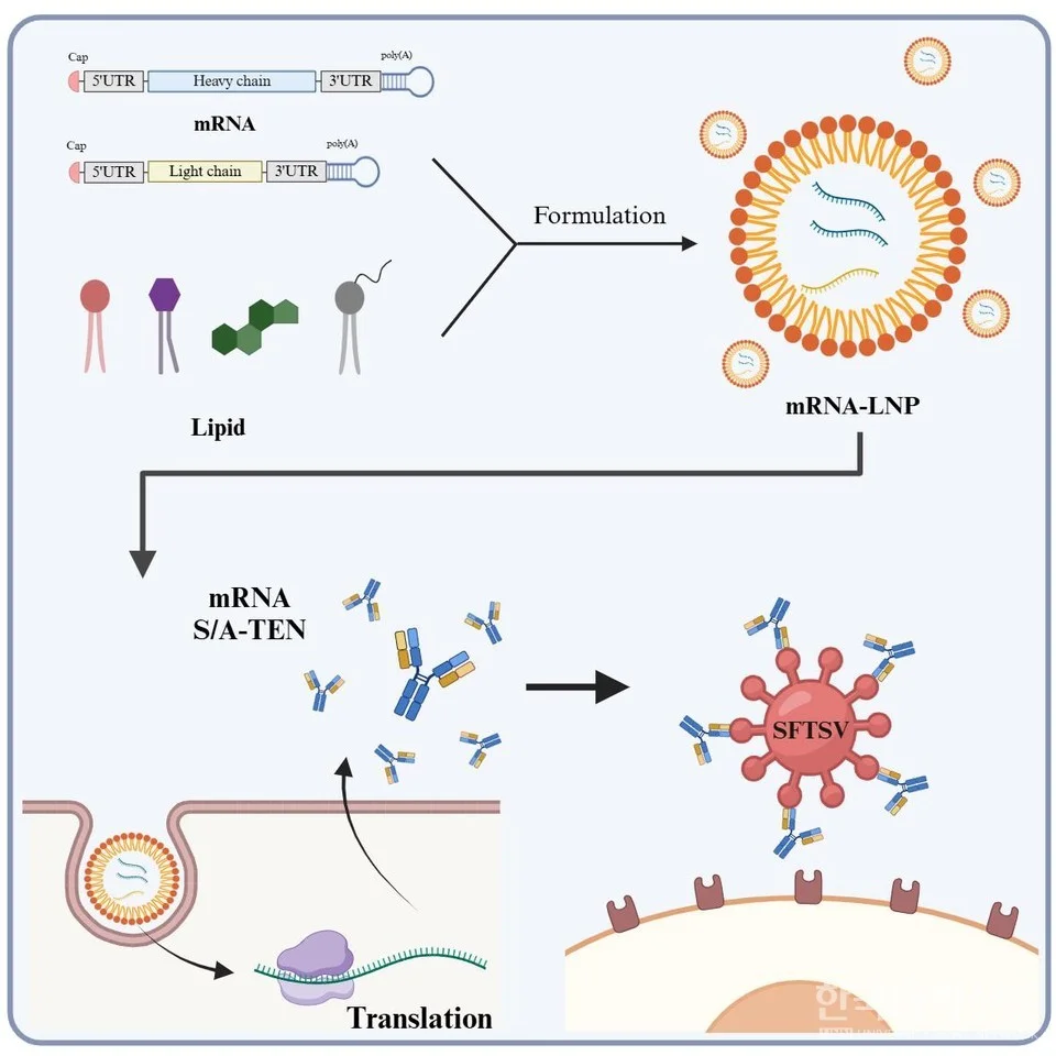 가톨릭대 남재환 교수 연구팀, mRNA 기반 ‘살인 진드기 바이러스’ 치료제 개발